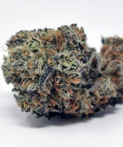 Monster Truck x Zombie AAAA