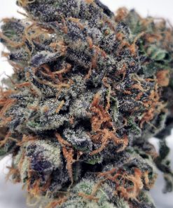 Oregon Golden Goat AAAA+