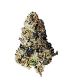 Kootenayz Exoticz - Nitrous AAAA+