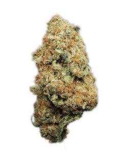 Kootenayz Exoticz - L.S.O. Trophy Wife AAAA+