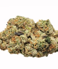 AAAA Orange Cookies x Rockstar