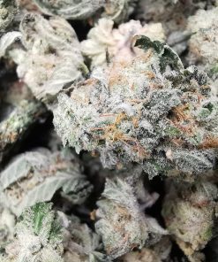 AAAA Sugar Breath Smalls