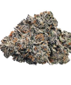 Kootenayz Exoticz - AAAA+ L.S.O. Sunset Sherbert