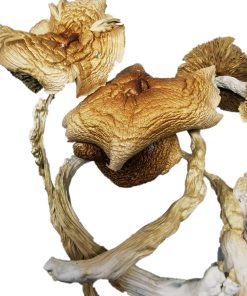 Magic Cap's Amazonian Magic Mushroom