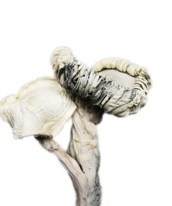 Mountain Resort's True Albino Teachers Magic Mushroom