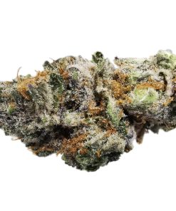 Kootenayz Exoticz's AAAA Orangina Smalls