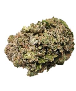 AAA+ Island Rockstar