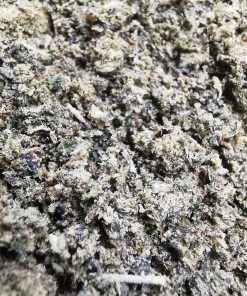 Green Valley's AAAA+ Miracle Alien Cookies Trim