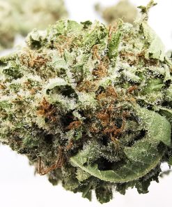 AAA+ Mataro Blue Smalls