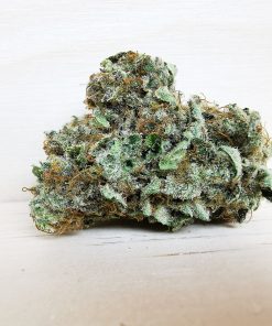 Kootenayz Exoticz’s AAAA Gascotti