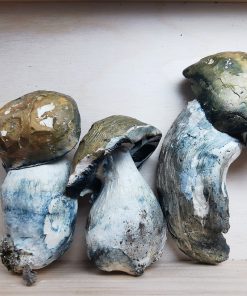 Mountain Resort's Freeze Dried Melmac Magic Mushroom