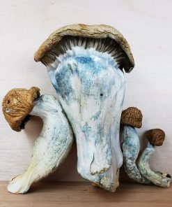 Mountain Resort's Makilla Gorilla Magic Mushroom