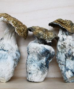 Mountain Resort's Trinity Magic Mushroom